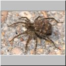 Pardosa sp - Wolfspinne 02a mit Nachwuchs auf dem Ruecken.jpg